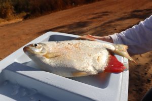 Foto 29 - Coleta de peixes para análise em Esmeraldas. (Márcio Martins)