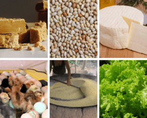 Rapadura, farinha de mandioca, leite, queijo, entrega de cestas, chocadeira de pintinhos: As famílias de Simão Lavrinha já tentaram de tudo um pouco