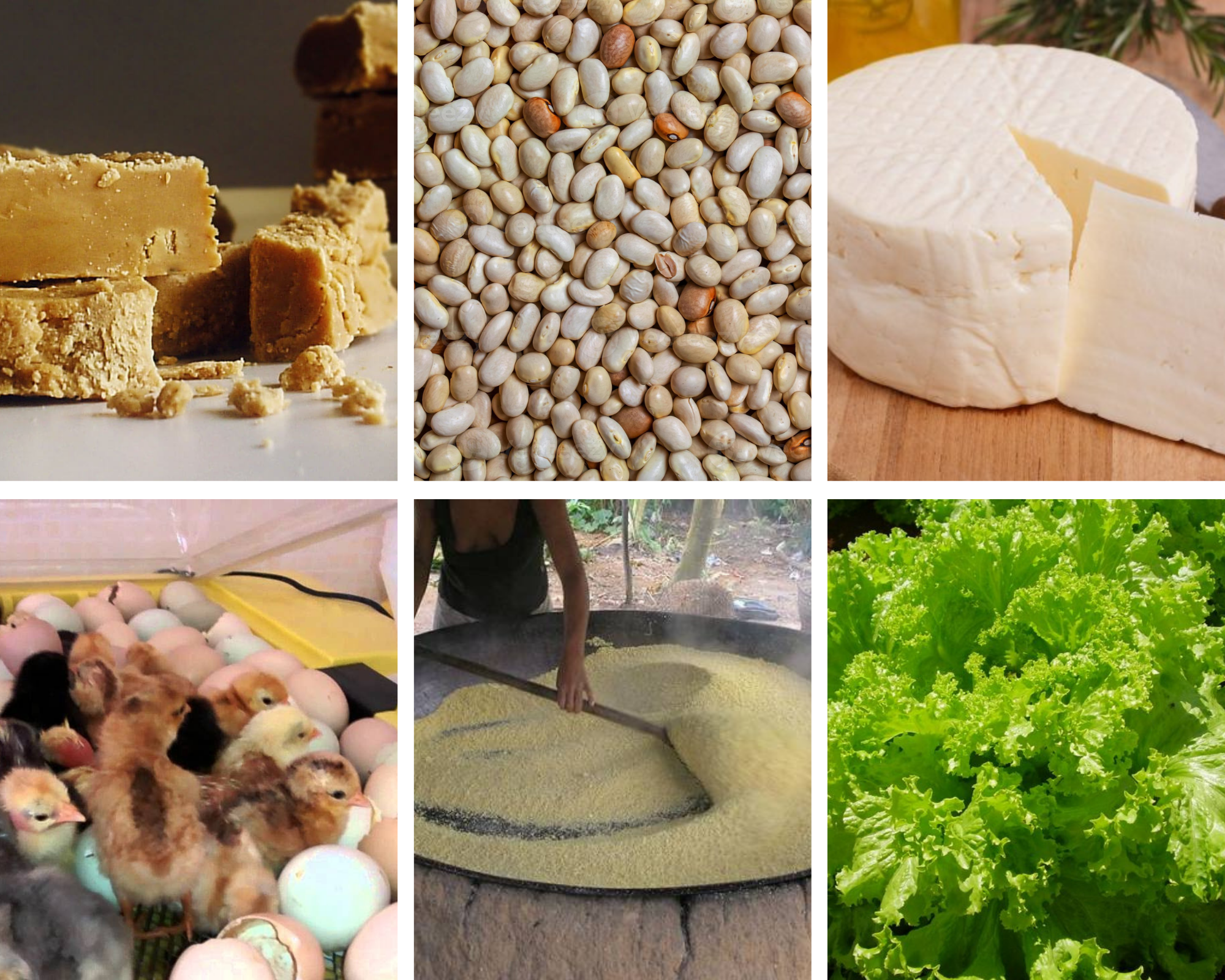 Rapadura, farinha de mandioca, leite, queijo, entrega de cestas, chocadeira de pintinhos: As famílias de Simão Lavrinha já tentaram de tudo um pouco